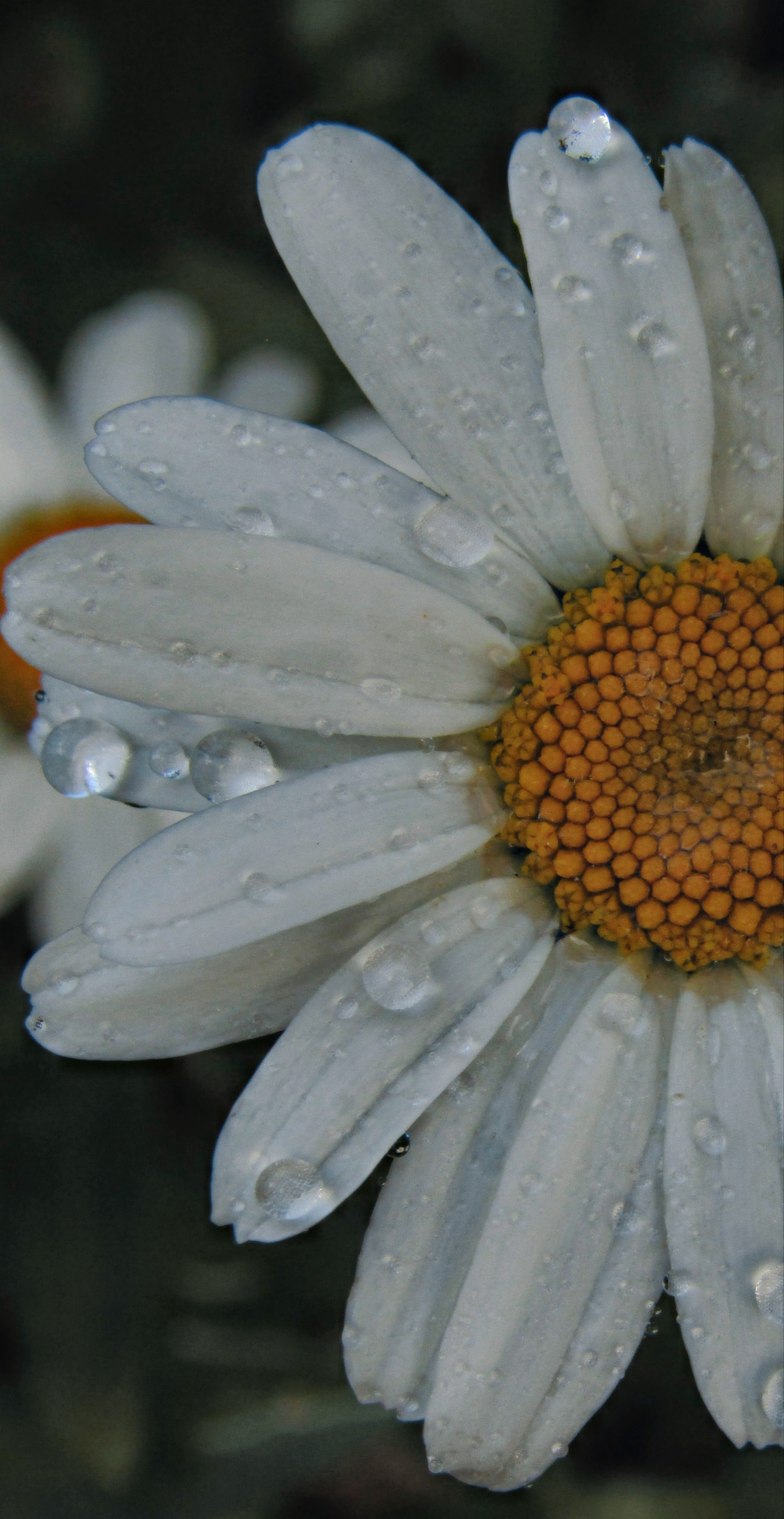 Macro shot of water droplets resting on the soft petals of a daisy