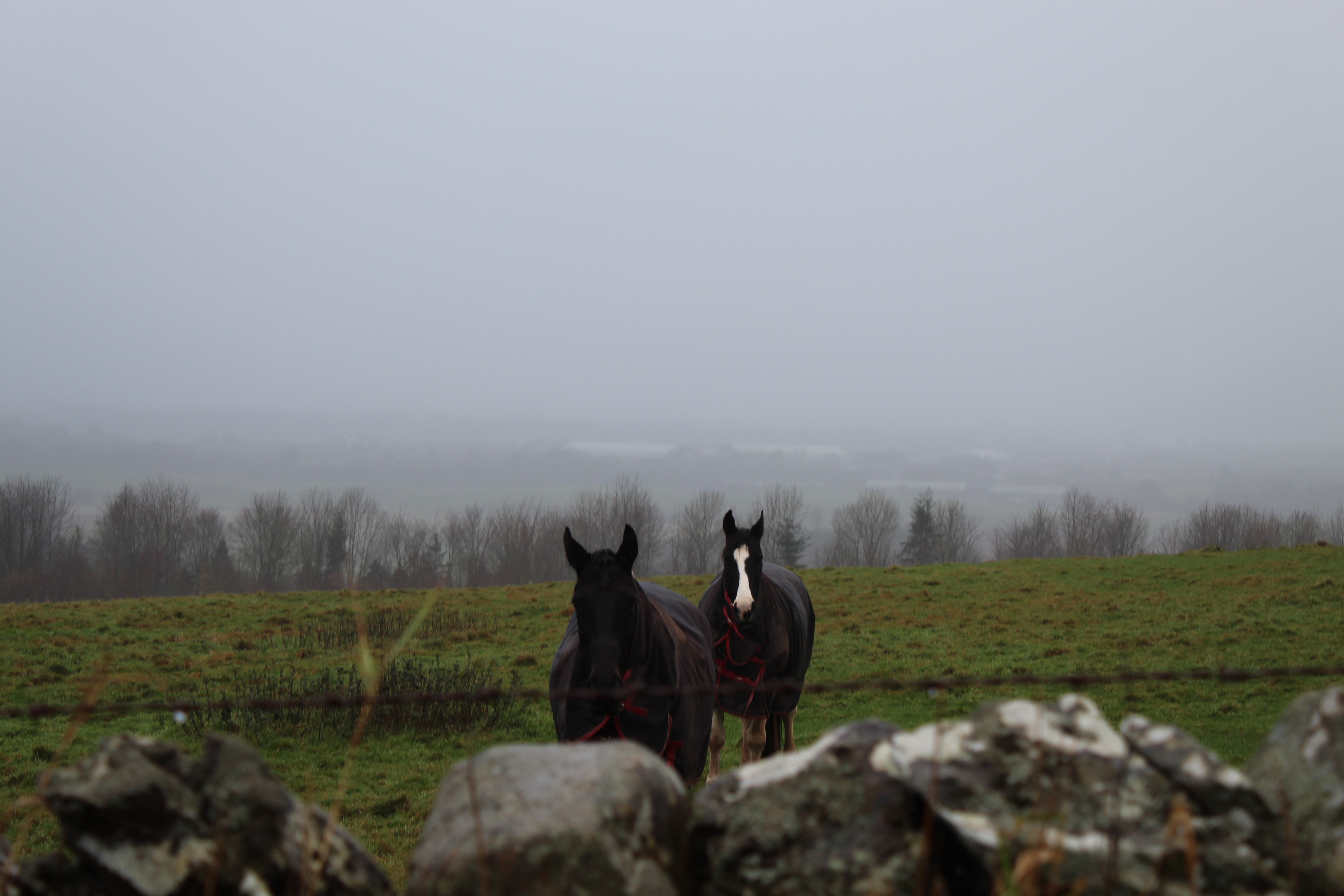 Beautiful horses in Scotland