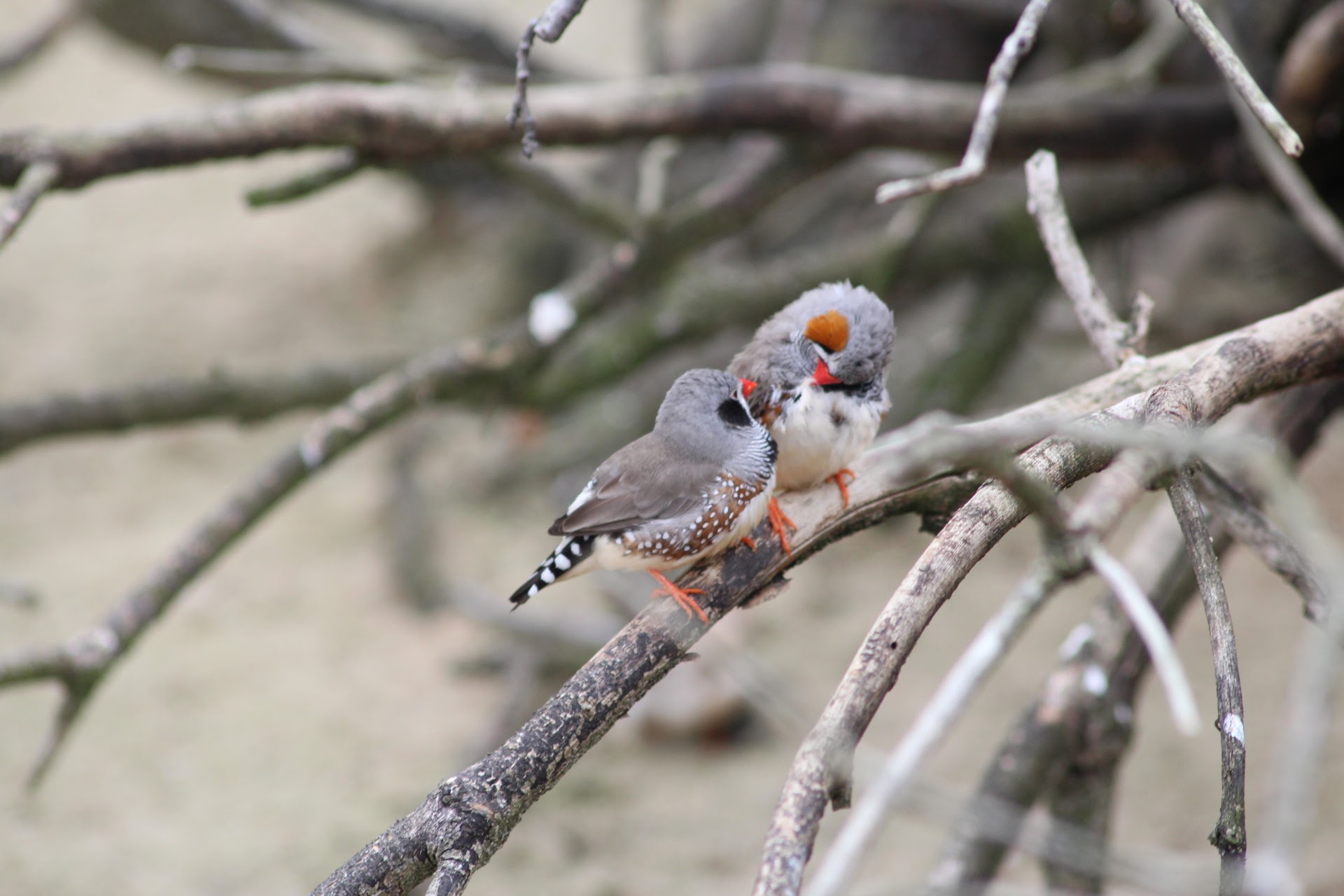 Nature photography - Zoo