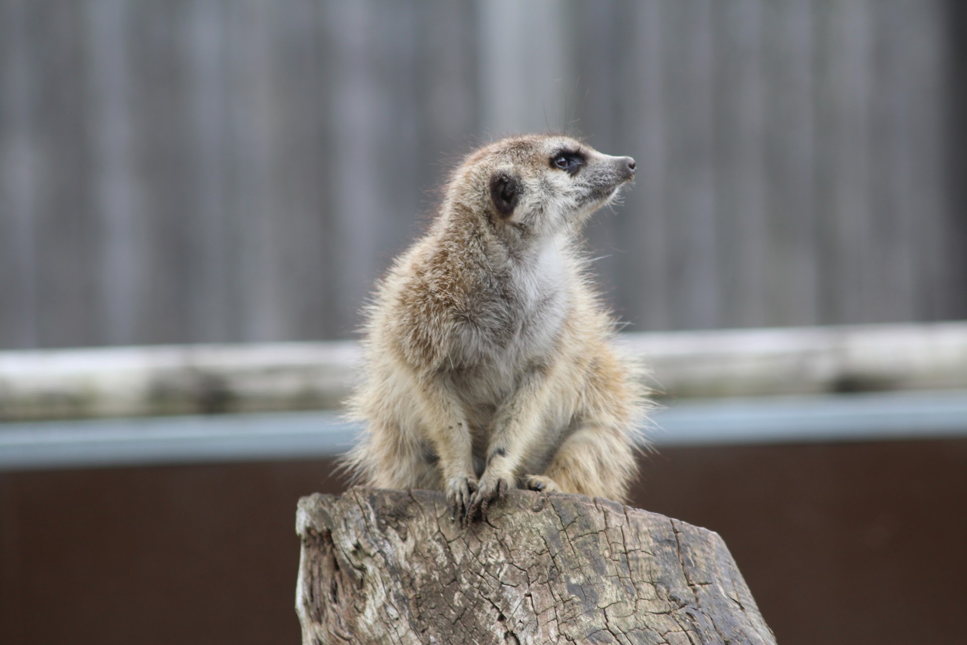 Nature photography - Zoo