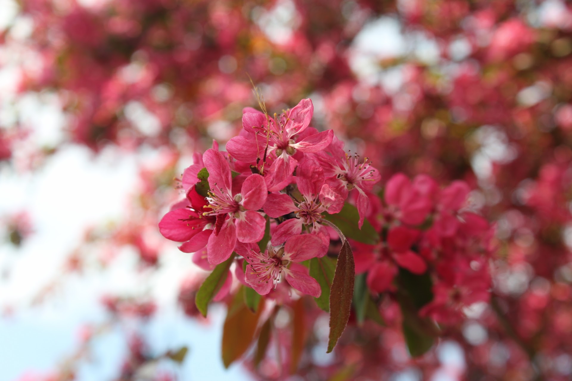 Nature photography - flowers