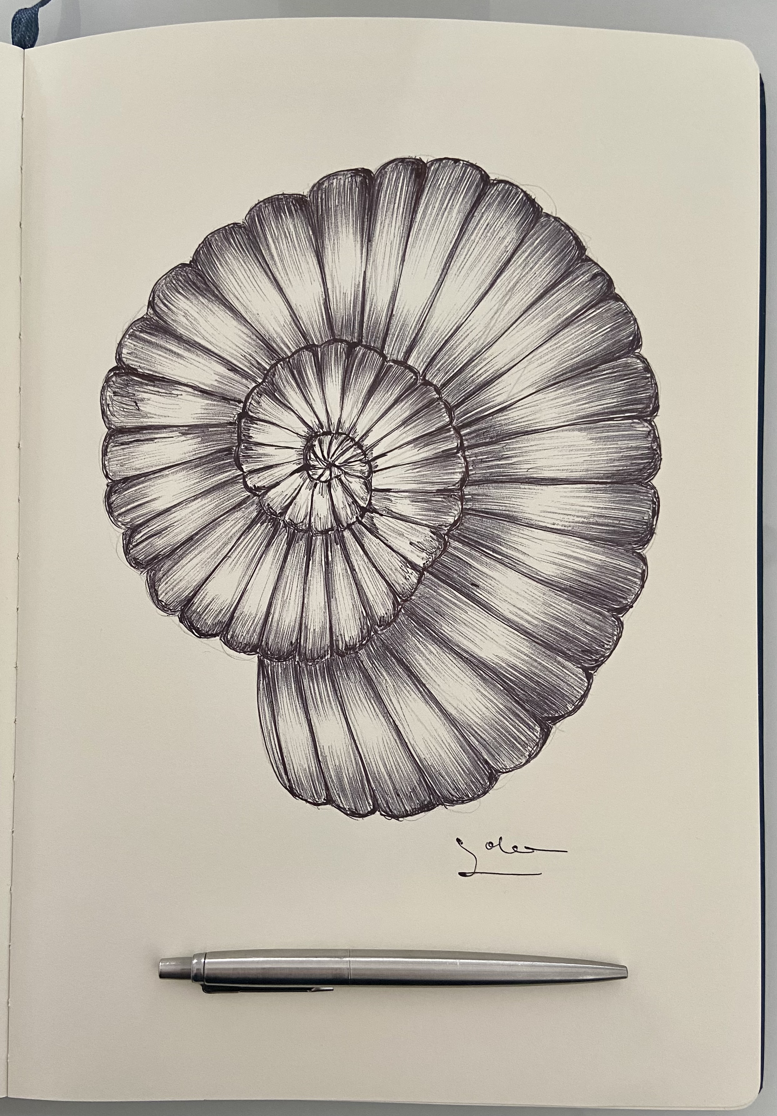 Ballpen Shell 🐚