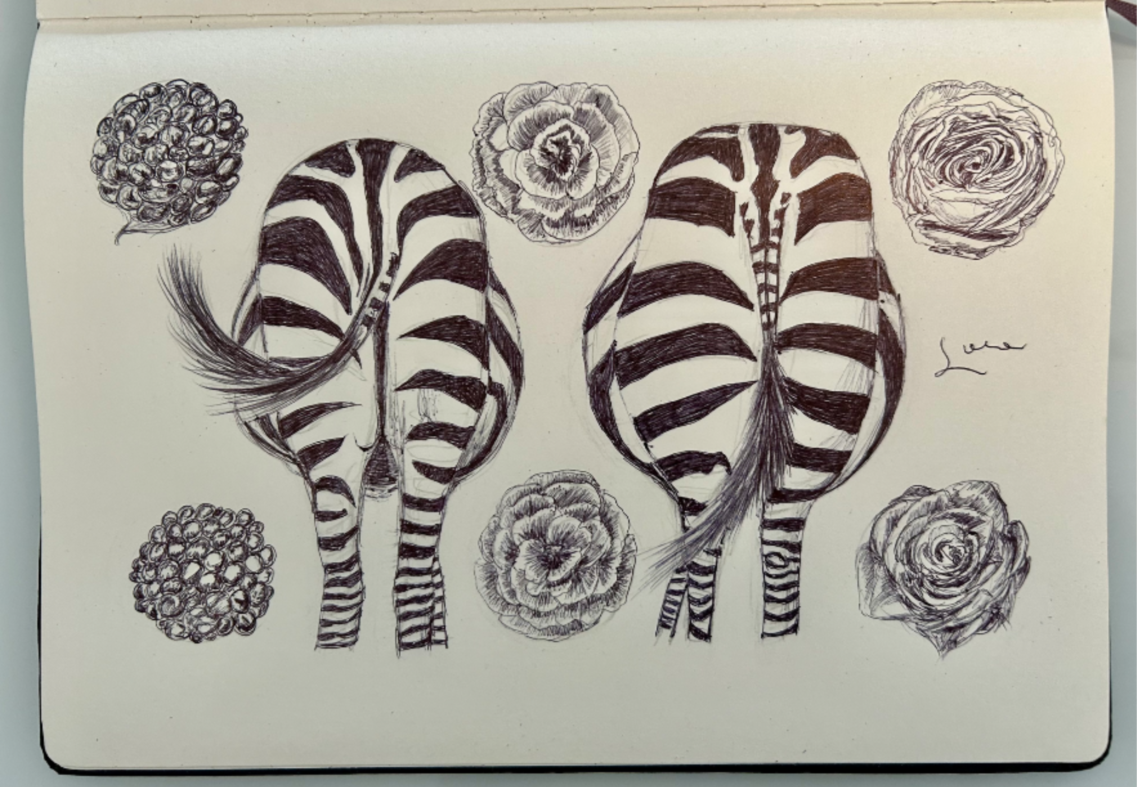 Ballpen Zebra 🦓