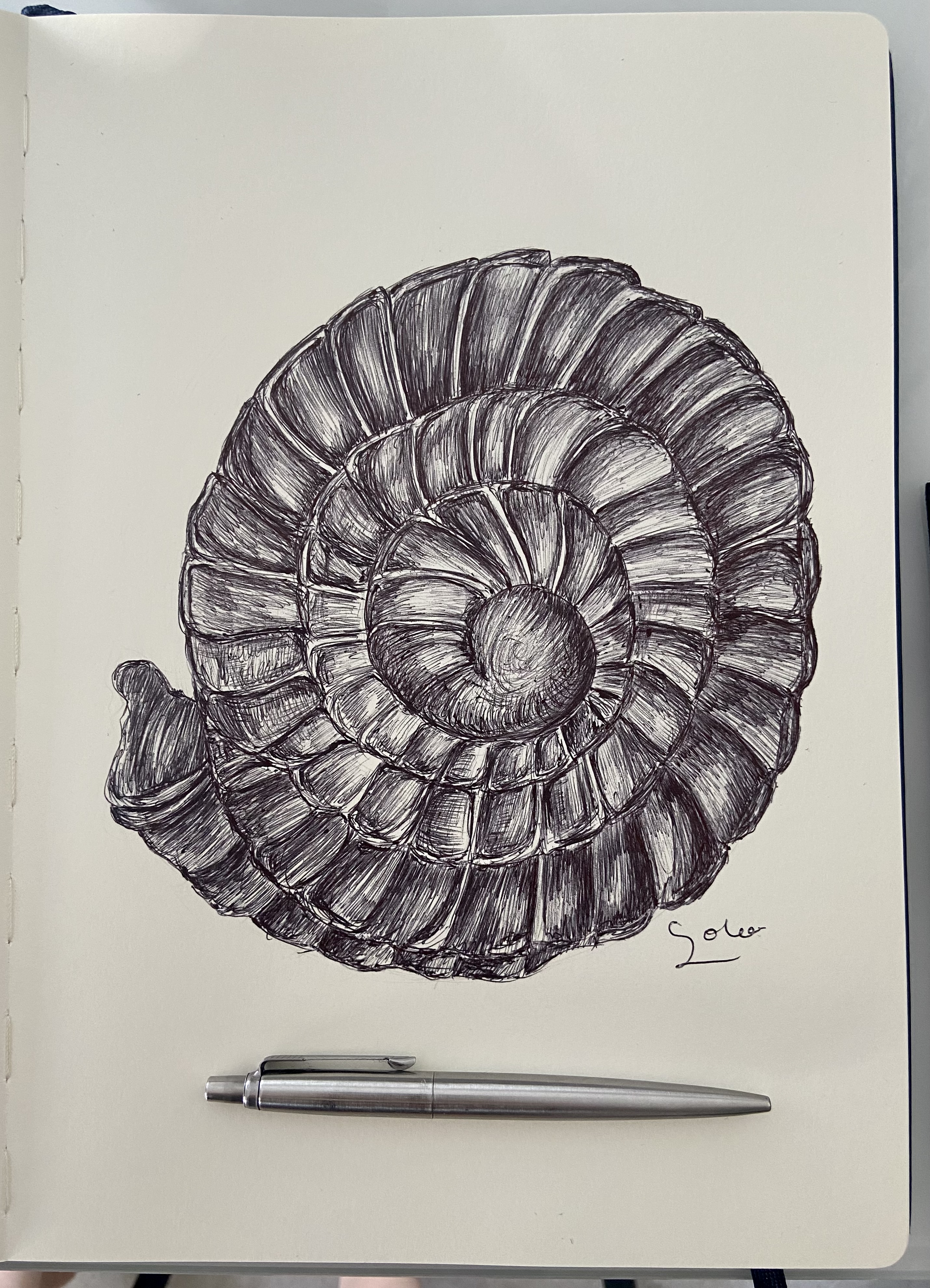 Ballpen Shell 🐚