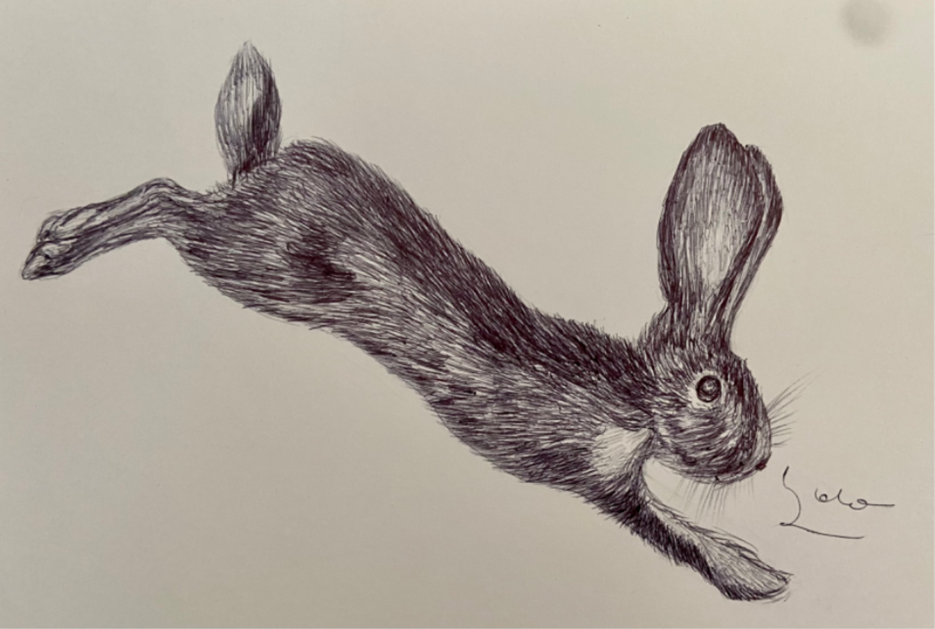 Ballpen Rabbit 🐇