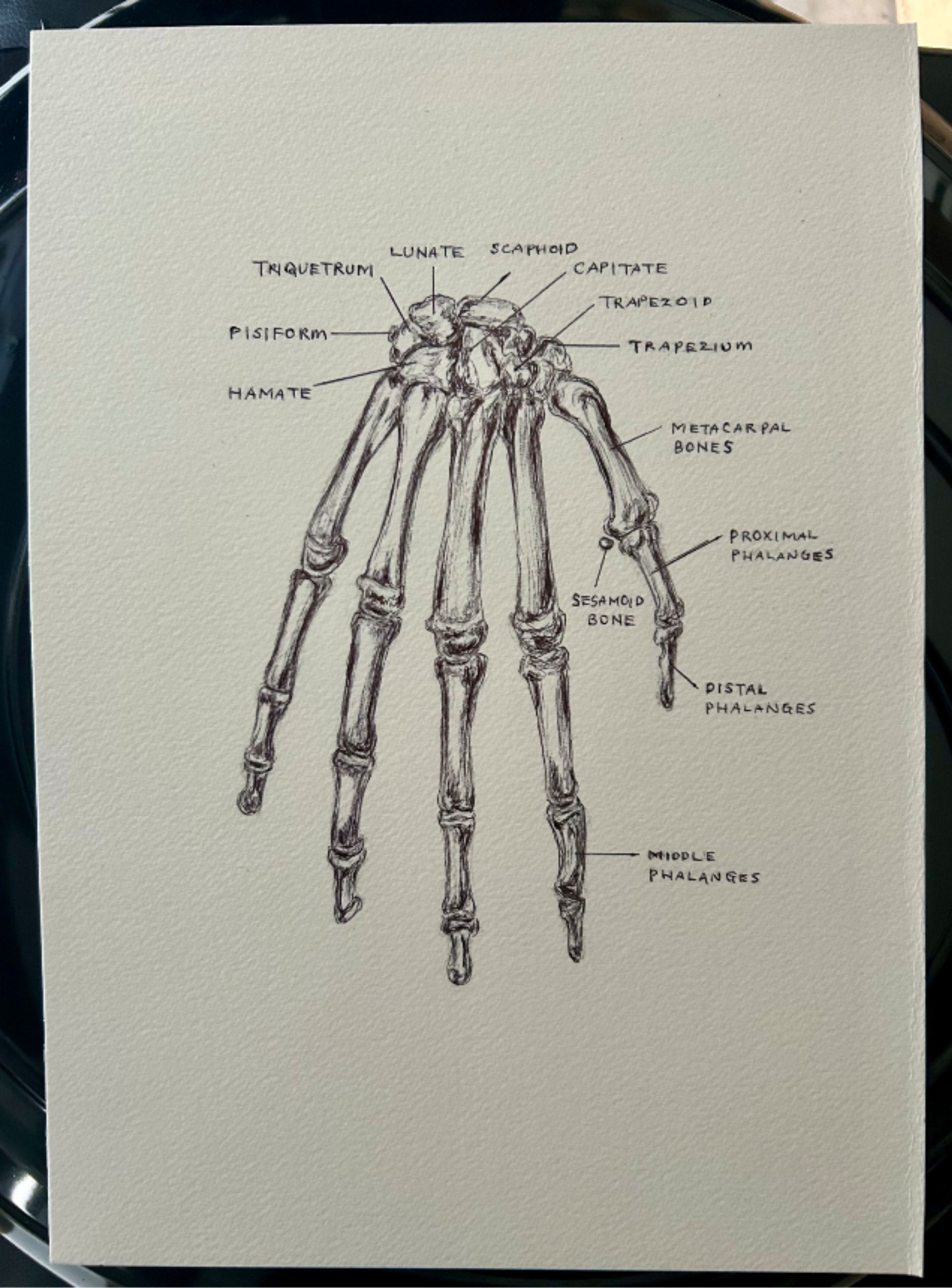 🦴 Ballpen medical 🏥 Drawing Bones 🦴   #art #ballpen #sketch #parkerpen #moleskine #illustration #drawing #comtemporaryart  #bones #bone #medical   🙂✨🦴🦴🦴✍🏻🏥