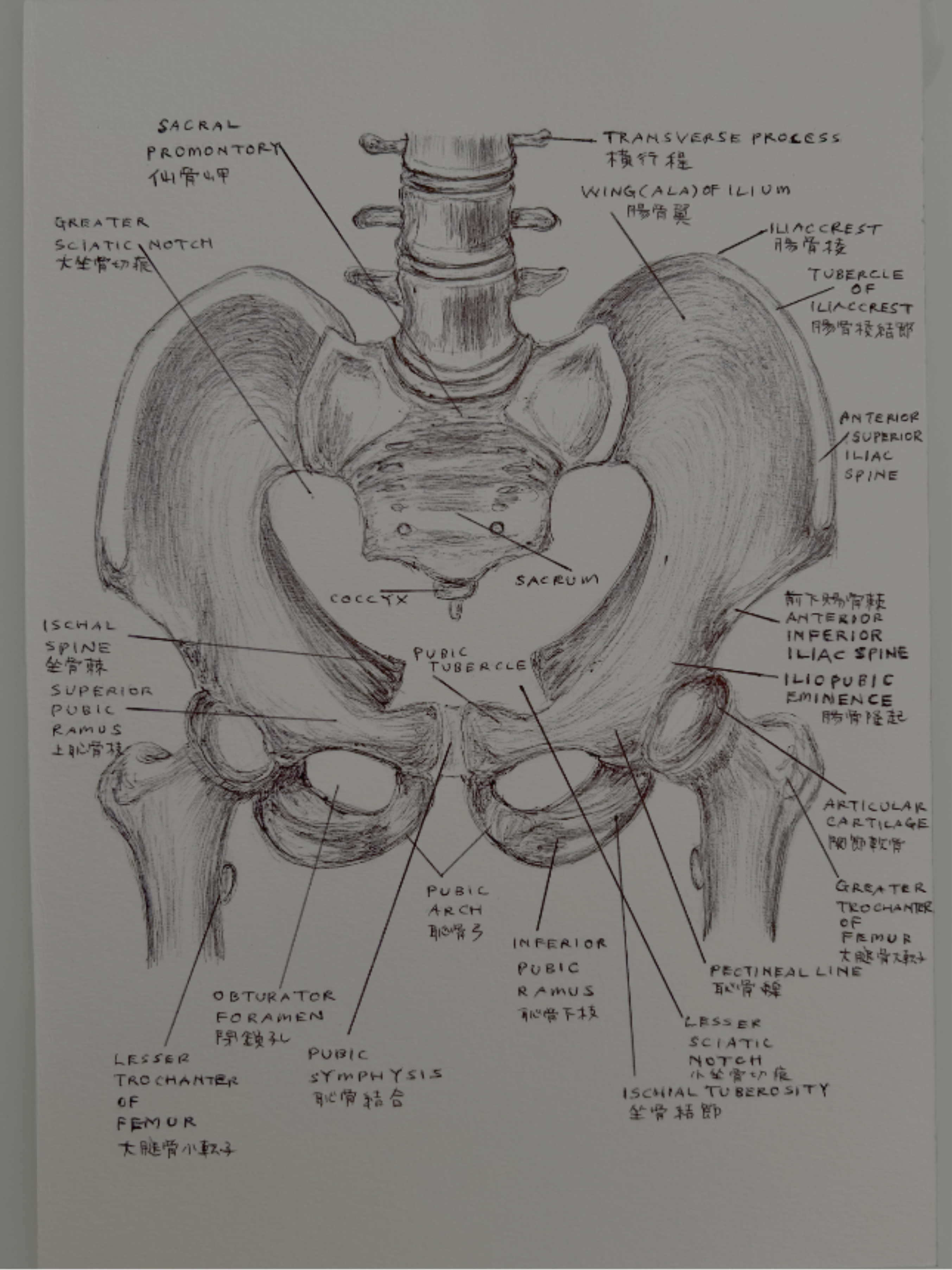 Ballpen Medical Drawing ✍🏻 Bones 🦴