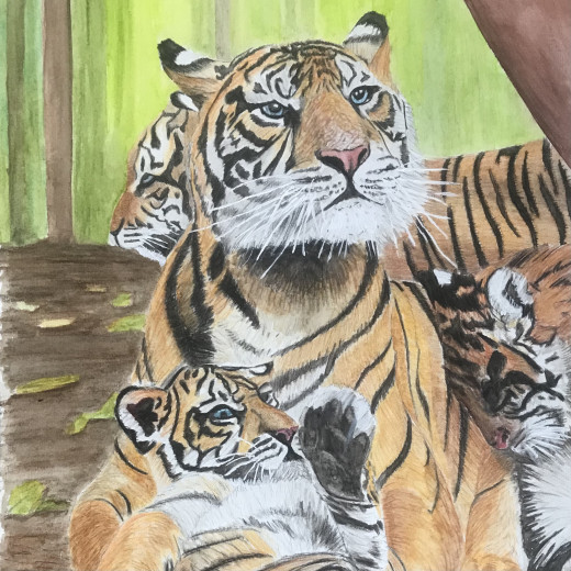 Tiger family. Watercolor and colour pencil