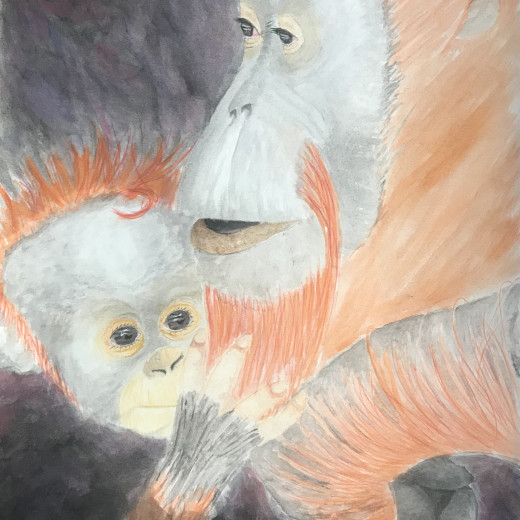 Orangutans. Watercolor
