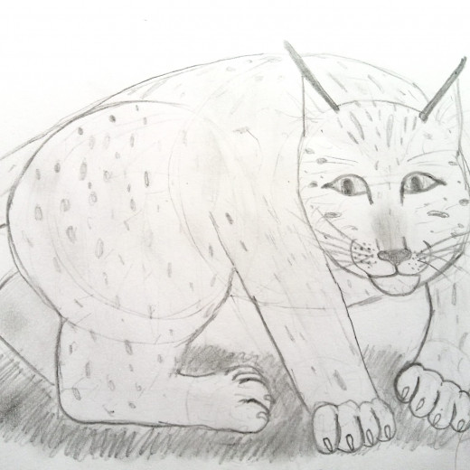 Lynx [pencil sketch]