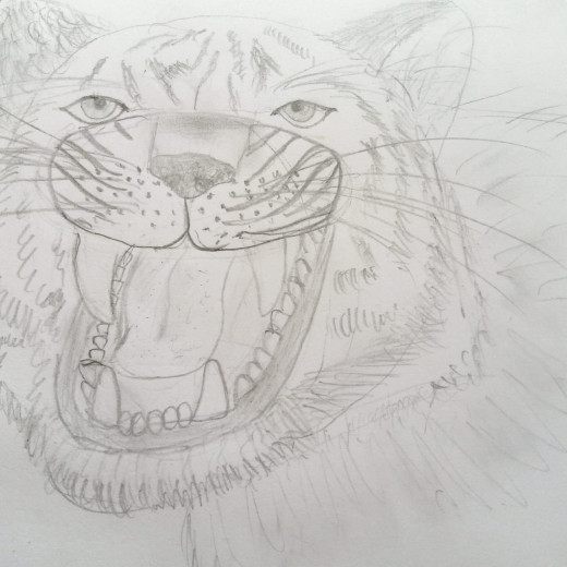 Tiger [pencil sketch]