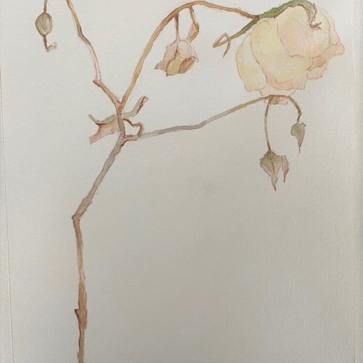Wilting Rose (2020) Watercolour