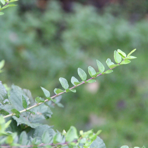 Plant- Extreme Close Up