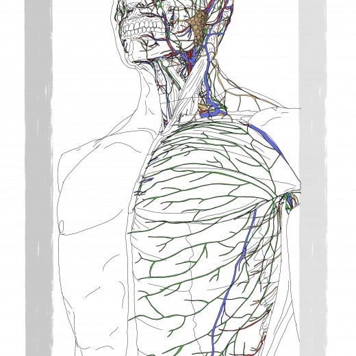 Anatomical illustration peeling back the skin looking at; Nerves, Veins, Arteries, the lymphatic system and C-Tissue